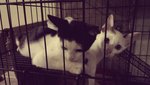 Naz (Male, black & white) with Jiha (Female, white, cream and gray) lepaking