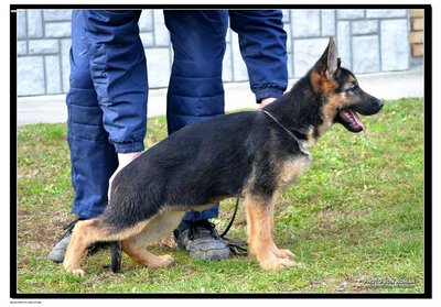 German Shepherd Puppy Import Serbia - German Shepherd Dog Dog