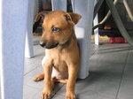 Donny - Mixed Breed Dog