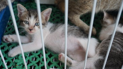 Elsa And Anna - Domestic Short Hair Cat