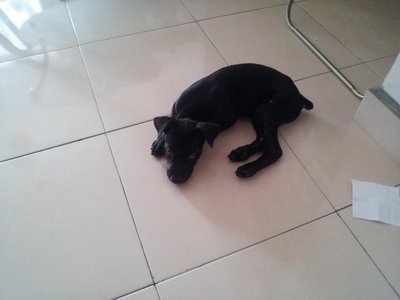 Small Blacky - Mixed Breed Dog