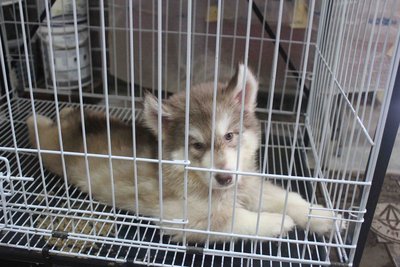 Triple Wooly Husky Puppy - Siberian Husky Dog