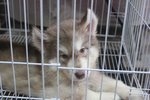 Triple Wooly Husky Puppy - Siberian Husky Dog