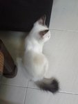 Boy - Siamese + Domestic Long Hair Cat