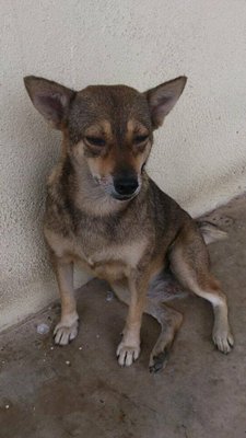 Girl 1 - Mixed Breed Dog