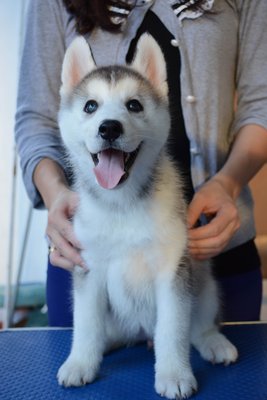 Pure Breed Siberian Husky - Siberian Husky Dog