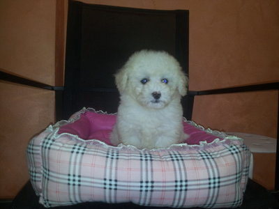 Bichon Fraise - Bichon Frise Dog