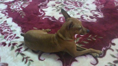 Dao Dao - Miniature Pinscher Dog