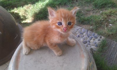 Short Tail Brown Kitten - Domestic Short Hair Cat