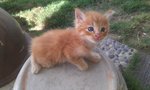 Short Tail Brown Kitten - Domestic Short Hair Cat