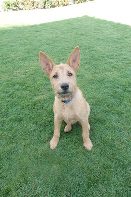 Venus - Terrier Mix Dog