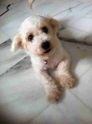 Rocky - Poodle + Maltese Dog