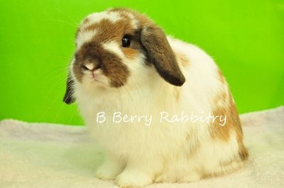 Holland Lop - Broken Tort 1122 - Holland Lop Rabbit