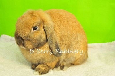 Holland Lop - Tort Adoption - Holland Lop Rabbit