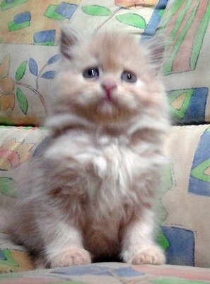 Tiney - Persian Cat