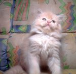 Tiney - Persian Cat