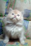 Tiney - Persian Cat