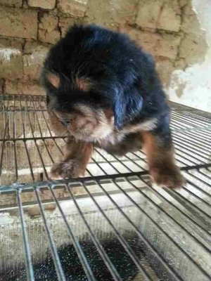 Tibetan Mastiff Puppy - Tibetan Mastiff Dog