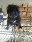 Tibetan Mastiff Puppy - Tibetan Mastiff Dog