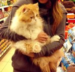 Fat-boy - Persian Cat