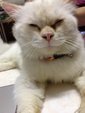 Tommy - Persian Cat