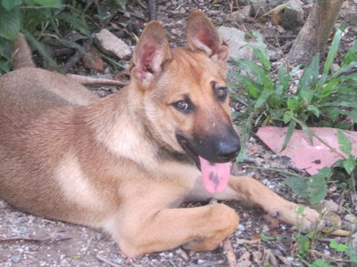 Scott  - German Shepherd Dog Mix Dog