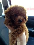 Mini Toy Red Poodle  - Poodle Dog