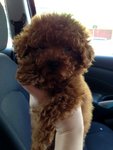 Mini Toy Red Poodle  - Poodle Dog