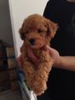 Mini Toy Red Poodle  - Poodle Dog