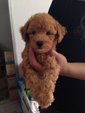 Mini Toy Red Poodle  - Poodle Dog