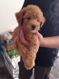 Mini Toy Red Poodle  - Poodle Dog