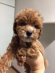 Mini Toy Red Poodle  - Poodle Dog