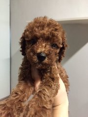 Mini Toy Red Poodle  - Poodle Dog