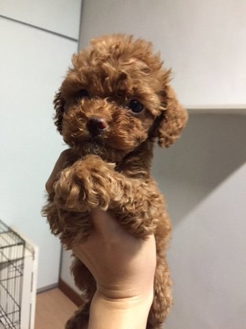 Mini Toy Red Poodle  - Poodle Dog