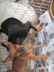 Molly And Moses - Chihuahua + German Pinscher Dog