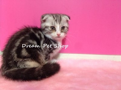 Scottish Fold 1401/22 - Scottish Fold Cat