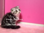 Scottish Fold 1401/22 - Scottish Fold Cat