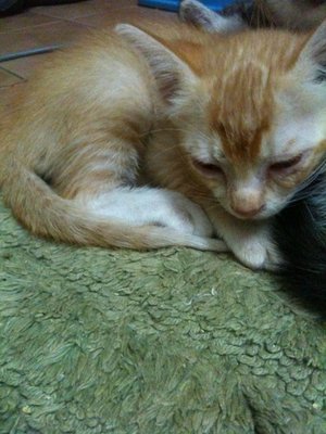 Oyen - Domestic Short Hair Cat