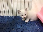 Kitten warna putih