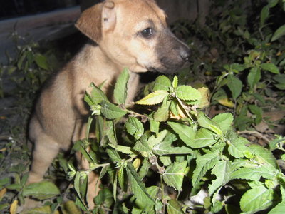 Bibi - Mixed Breed Dog