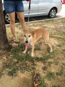 Kenji - Labrador Retriever Mix Dog