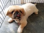 Bubu - Pekingese Dog