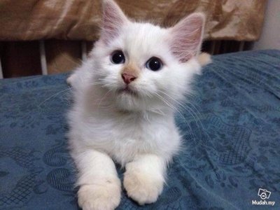 Cutie Pie - Persian + Maine Coon Cat