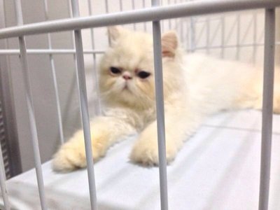 Frosty - Persian Cat