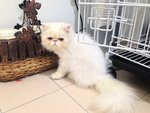 Frosty - Persian Cat