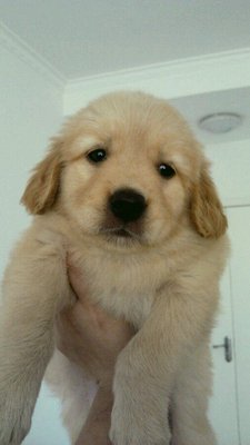 Australia Golden Retriever - Golden Retriever Dog