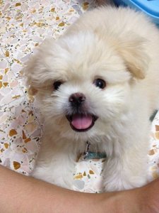 Chester - Pekingese + Shih Tzu Dog