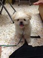 Chester - Pekingese + Shih Tzu Dog