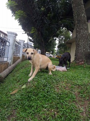 Lucky Pups - Mixed Breed Dog