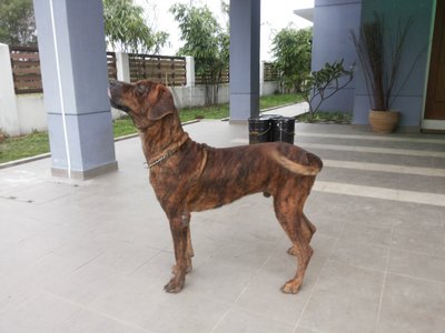 PF52806 - Fila Brasileiro Dog